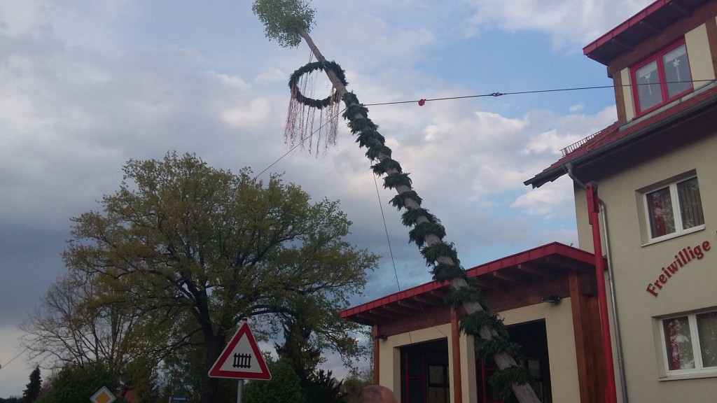 vorsichtig wird der Baum aufgestellt, an den seiten stehen Kameraden, die mit Sicherungsleinen dafür sorgen, dass der Baum auch grade steht.